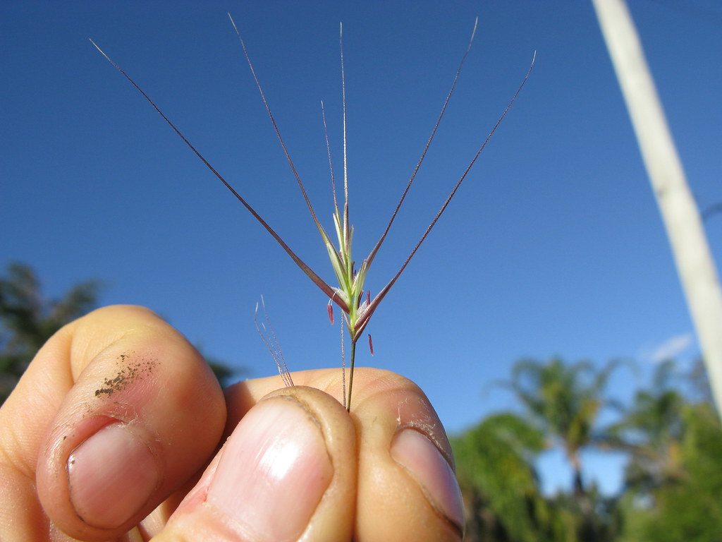Close-up of a green grass plant outdoors