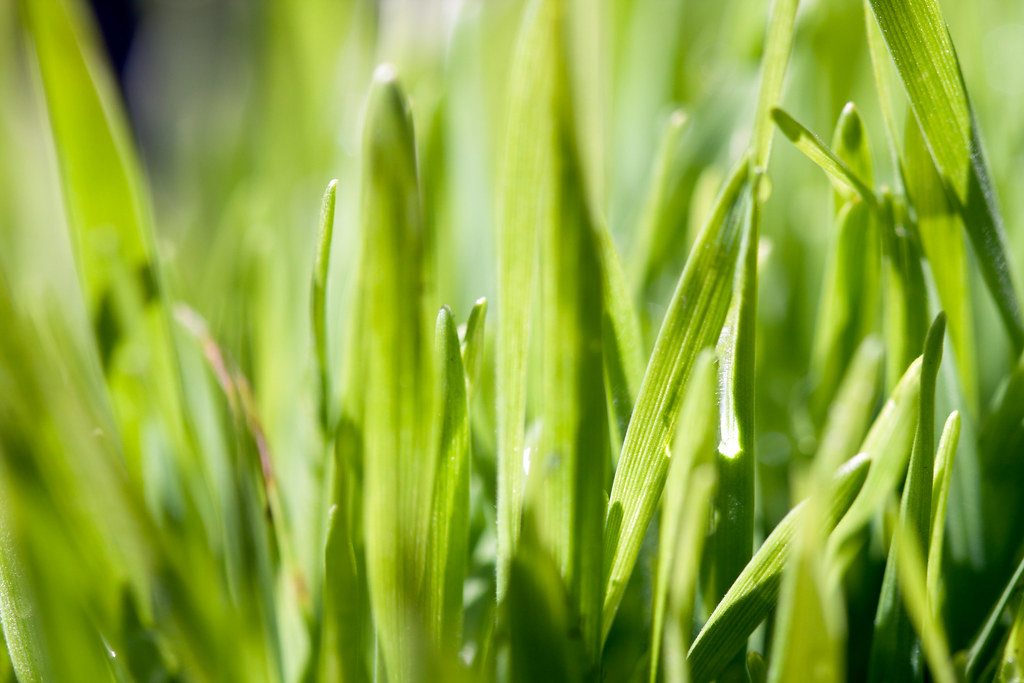 Sunlit young green wheatgrass blades
