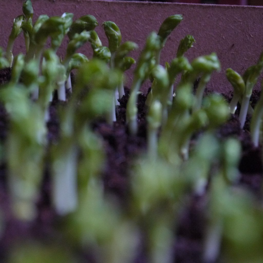 Pea shoots growing with green leaves and stems