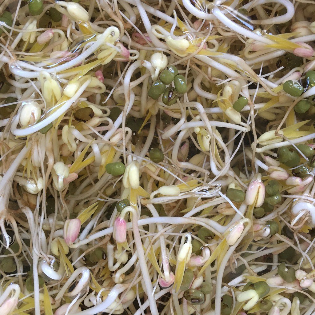 Mung bean sprouts being washed in water