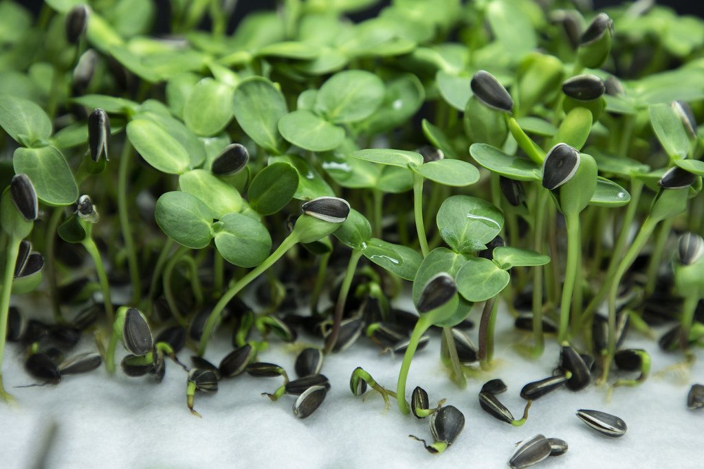 Sunflower microgreens photographed at close range