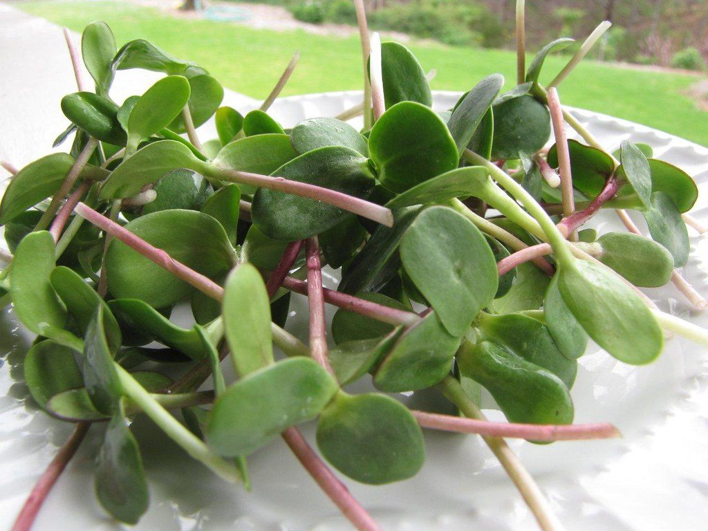 Homegrown sunflower sprouts with their seed hulls