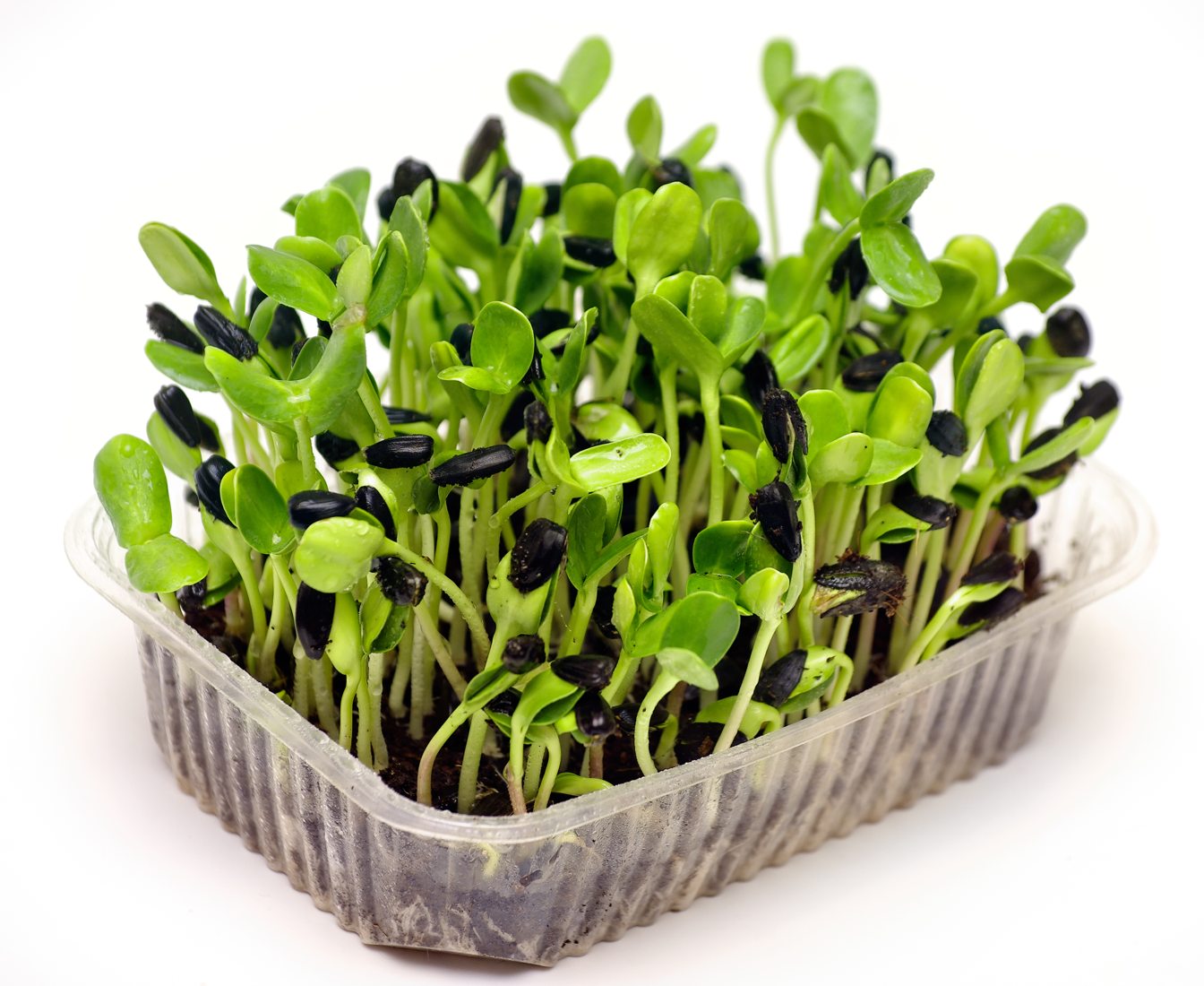 Close view of sunflower microgreens growing together
