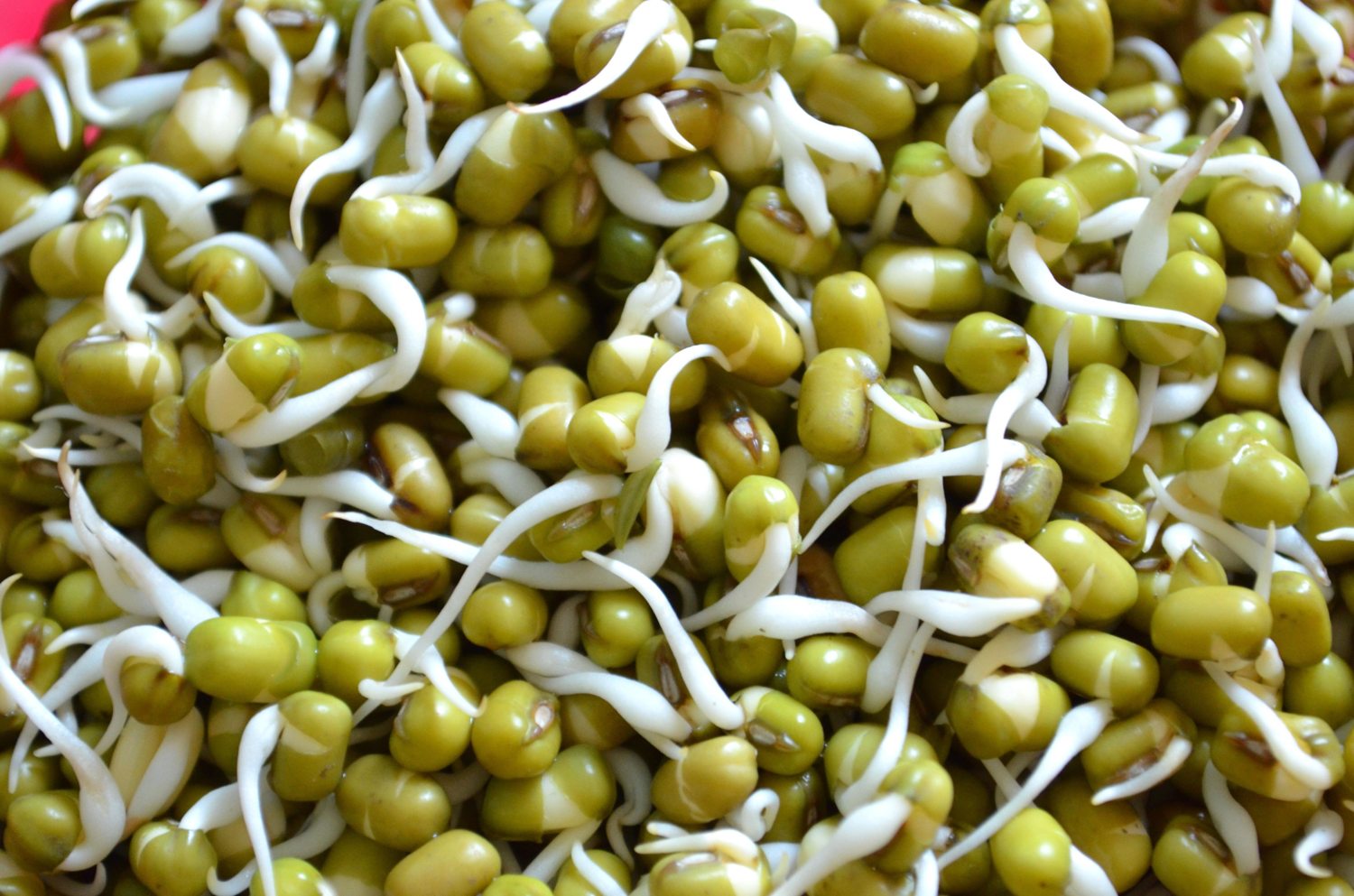 Close-up of white mung bean sprouts