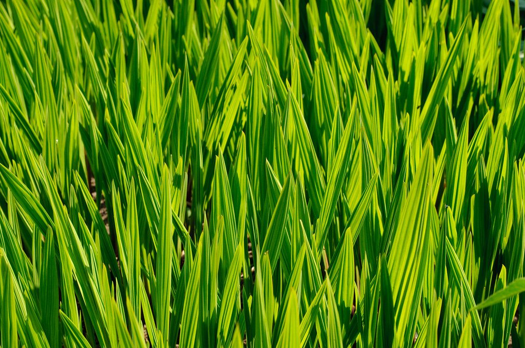 Young wheatgrass leaves growing in a dense stand