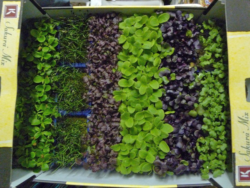 Rows of different microgreens growing in a tray