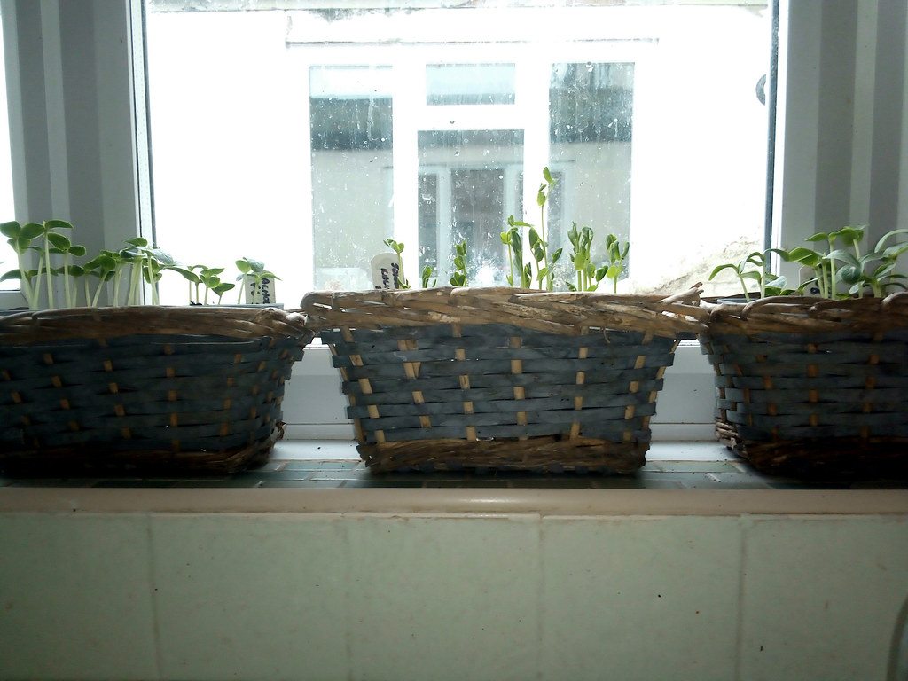 Pea shoots growing on an indoor windowsill