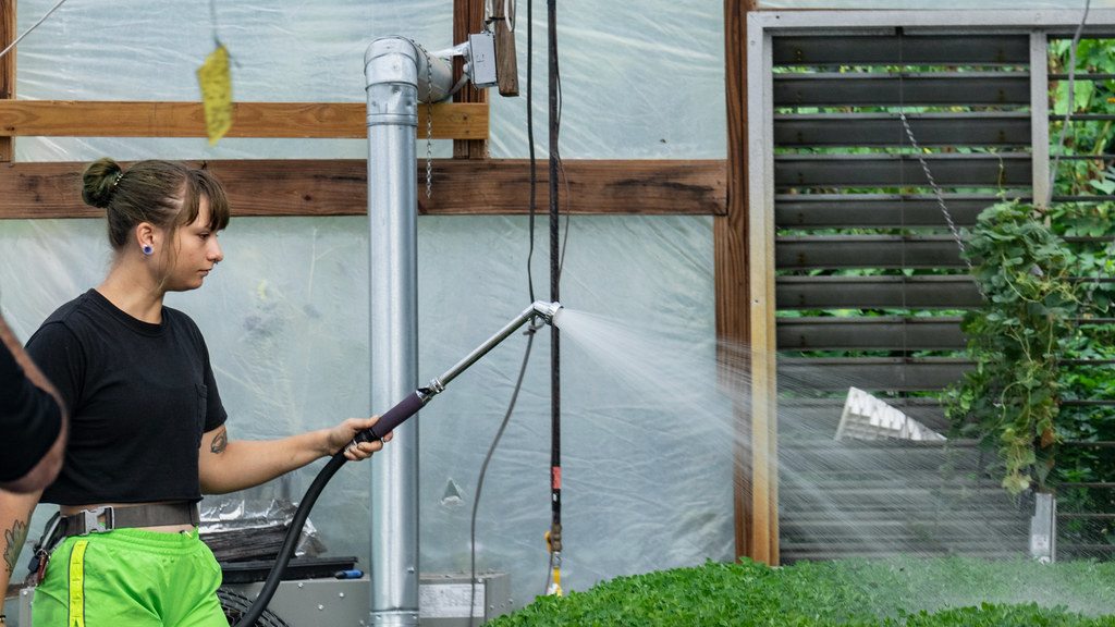 A grower watering plants in a microgreens greenhouse