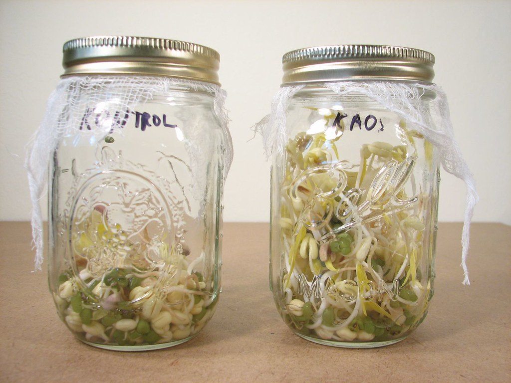 Mung bean sprouts growing in a glass jar