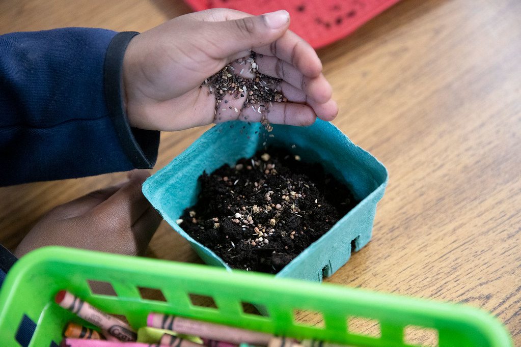 Seeds being planted for microgreens