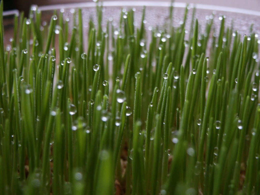 A fresh green juice drink