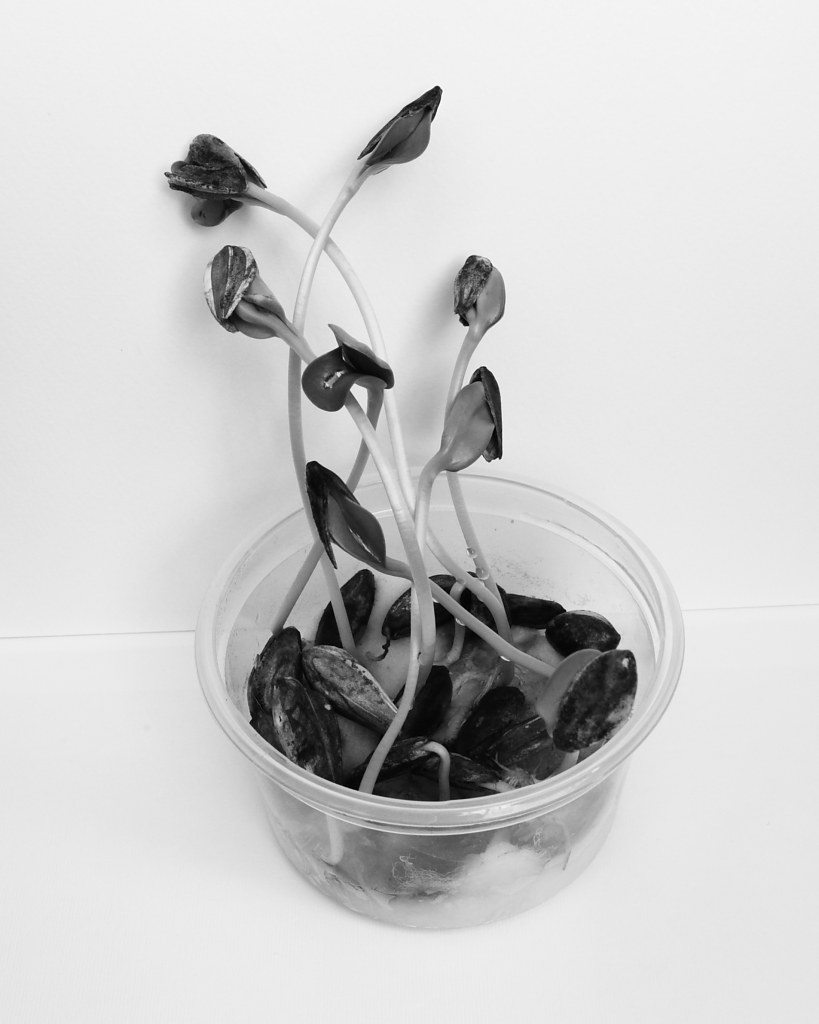 A patch of sunflower sprouts growing close together
