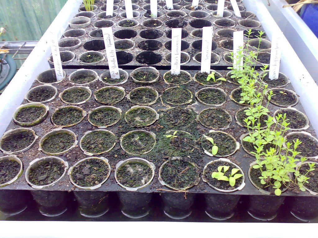 A cluster of reusable seedling trays
