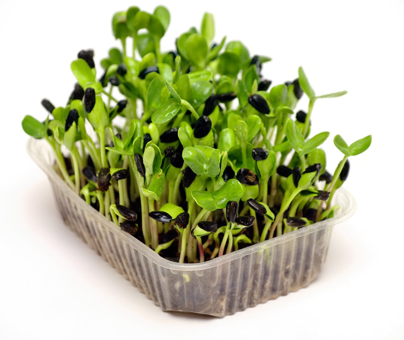 A patch of young sunflower microgreens