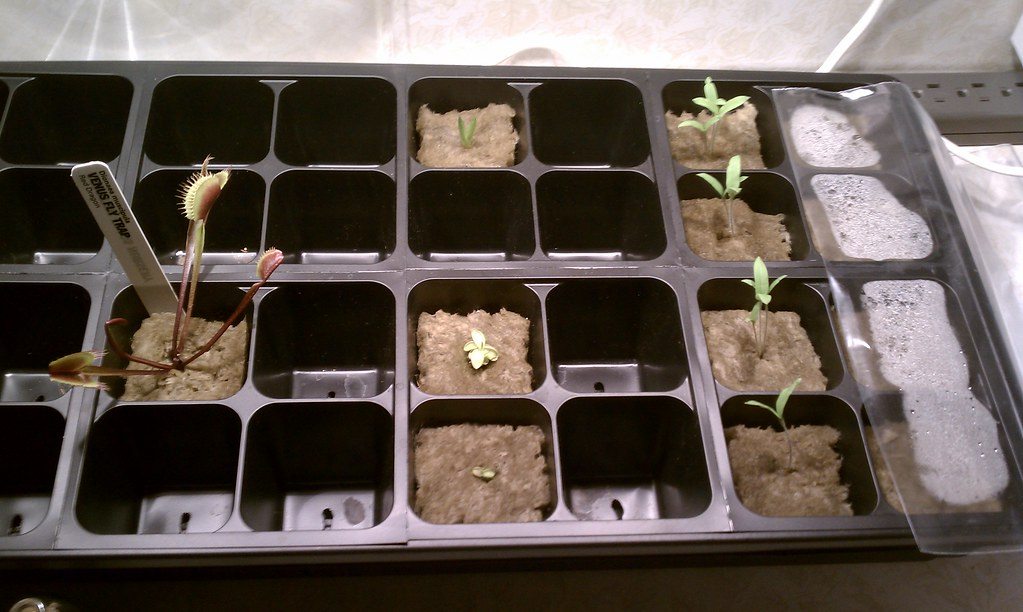 Seedling tray cells filled with growing medium