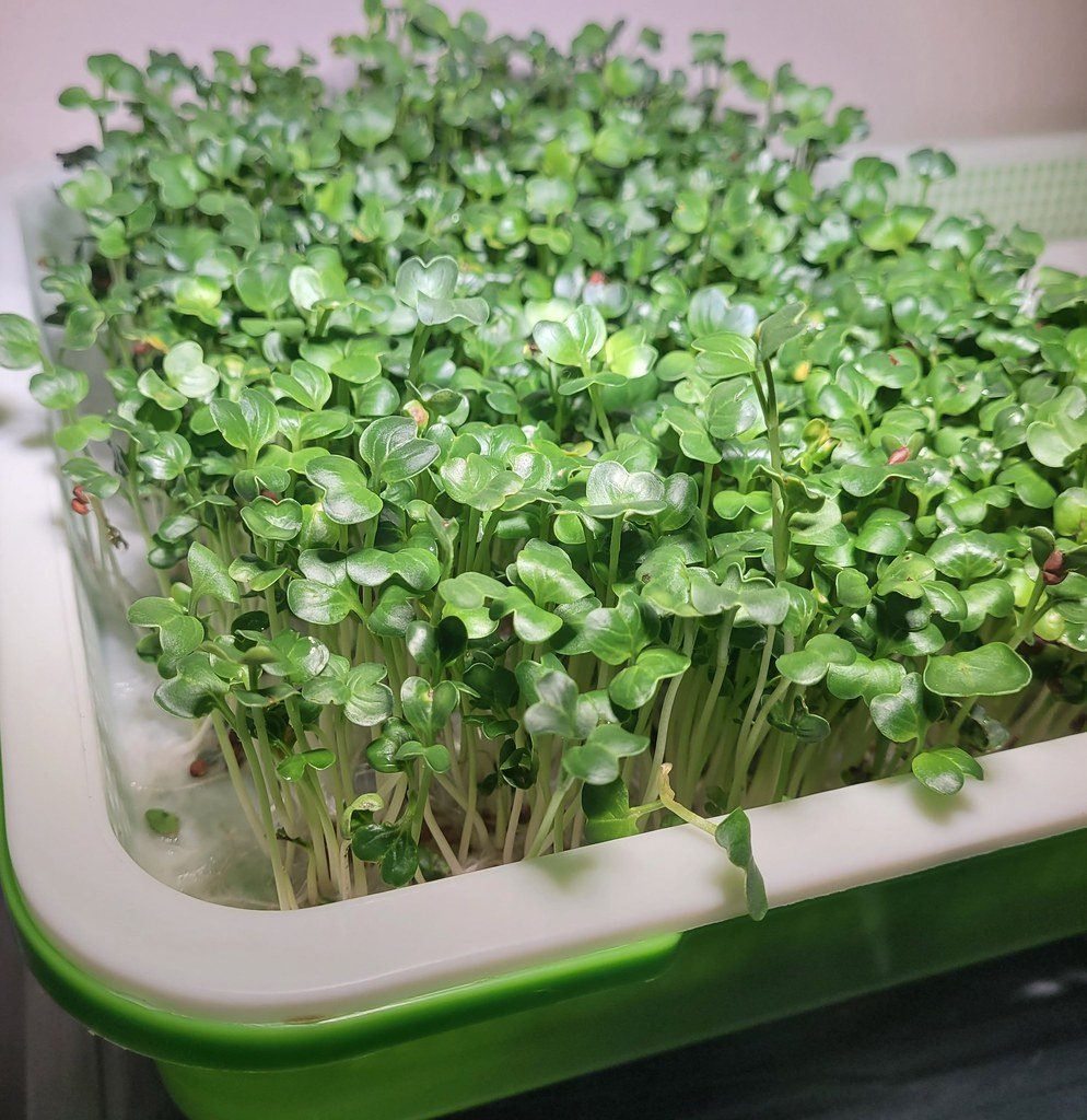 Broccoli microgreens growing densely in a tray