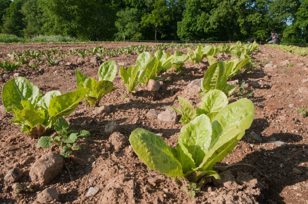Young pea plants growing in a cultivated bed
