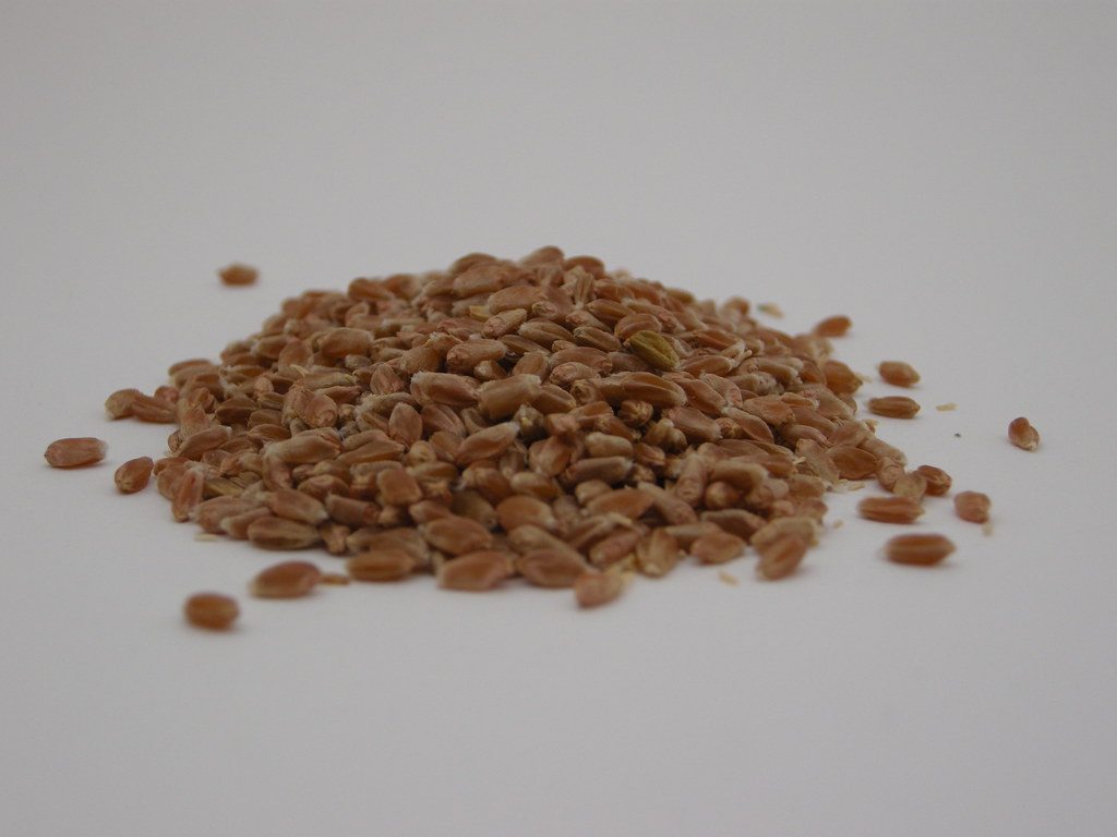 Whole wheat berries gathered together