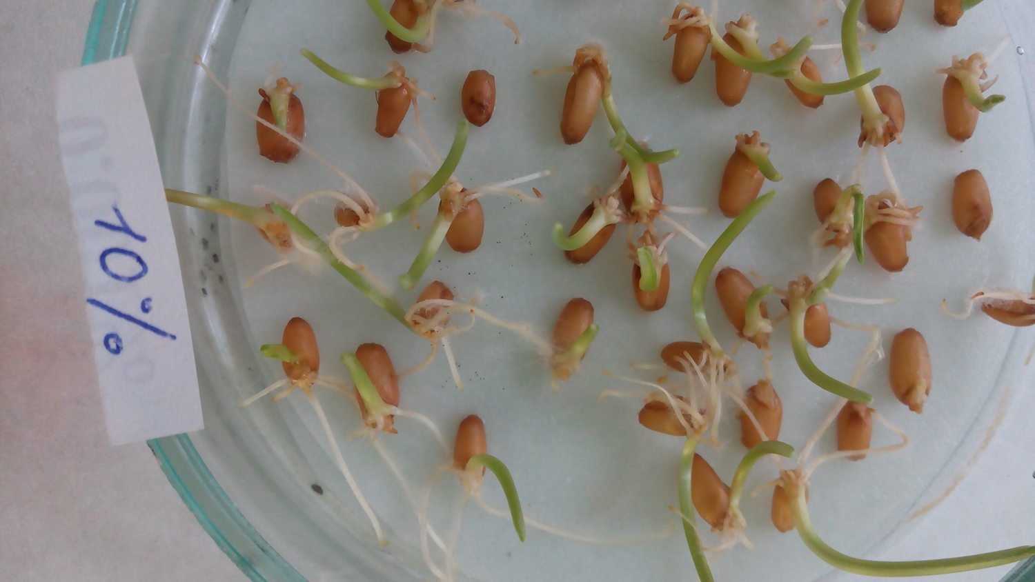 Wheat seedlings with visible roots in a Petri dish