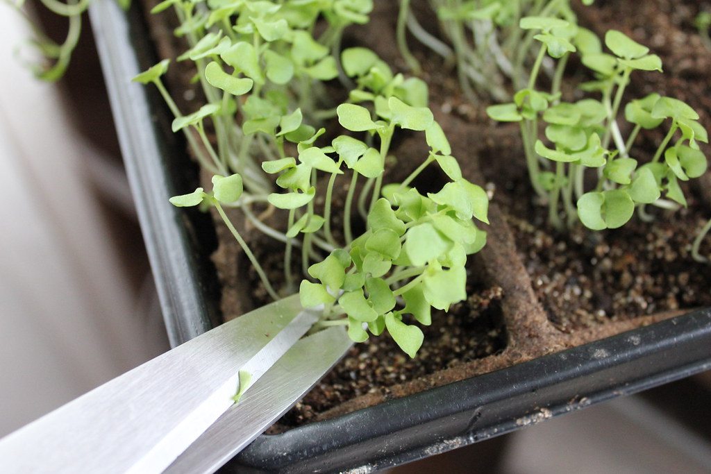 Microgreens growing in dark growing medium