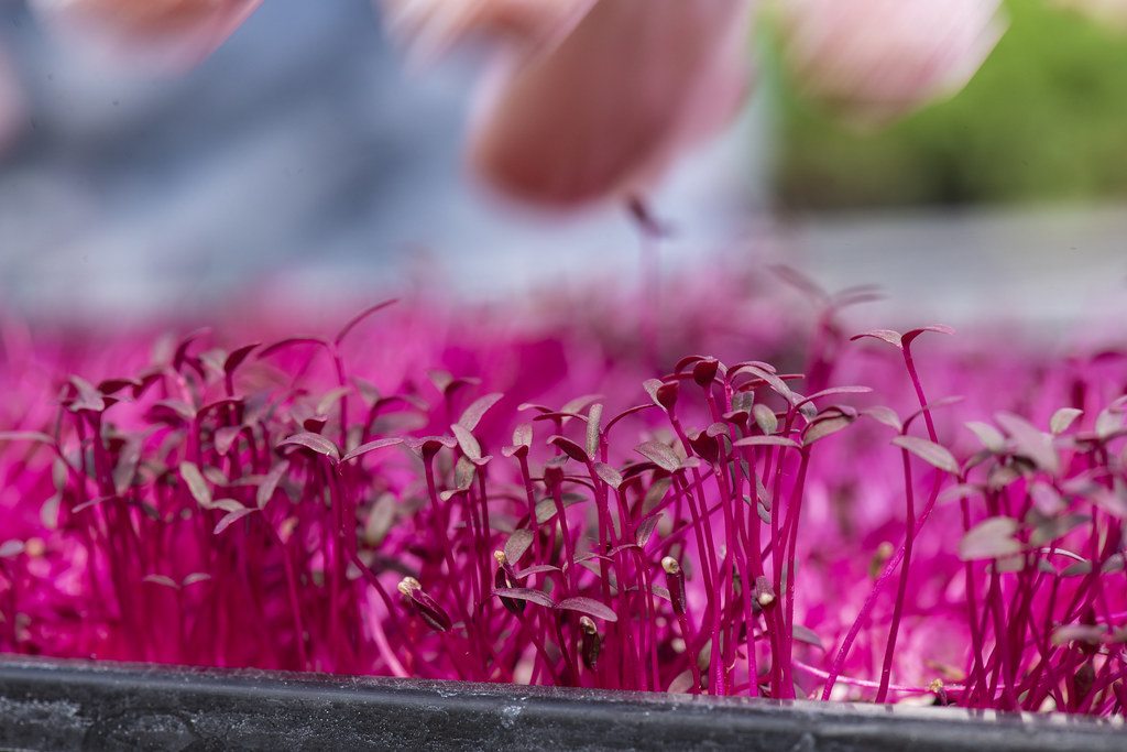 Rows of microgreens growing at farm scale