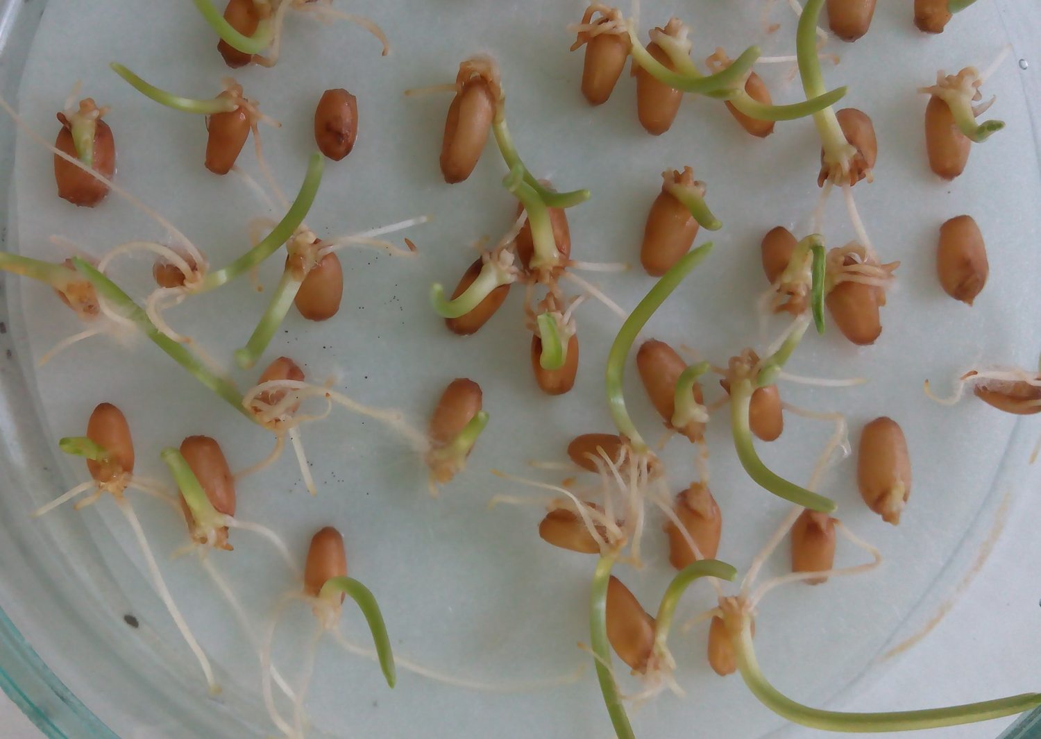 Wheat seeds with visible roots in a petri dish