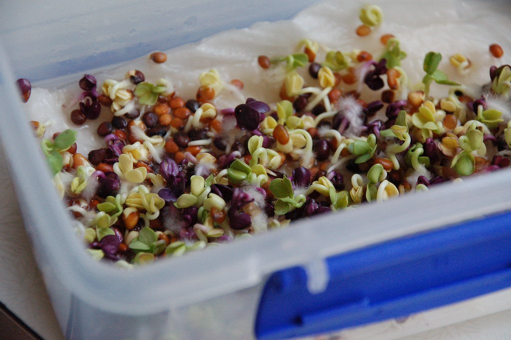 A dense tray of mixed microgreens