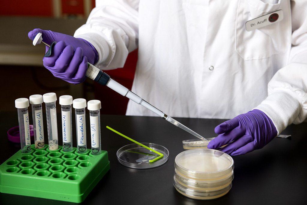 A researcher working with samples in a food safety laboratory