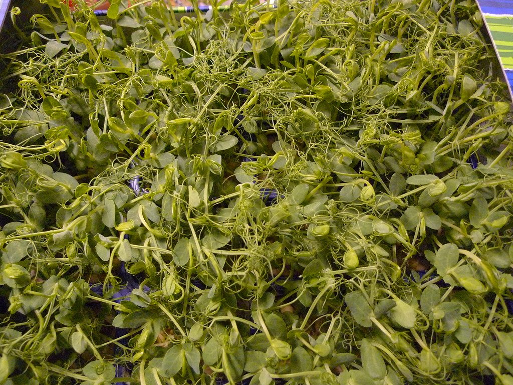 Freshly harvested pea shoots piled together
