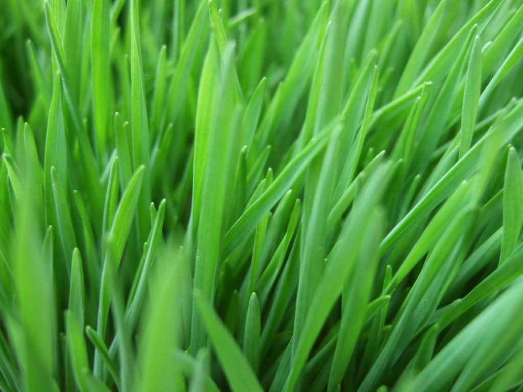 Dense young wheatgrass leaves growing together