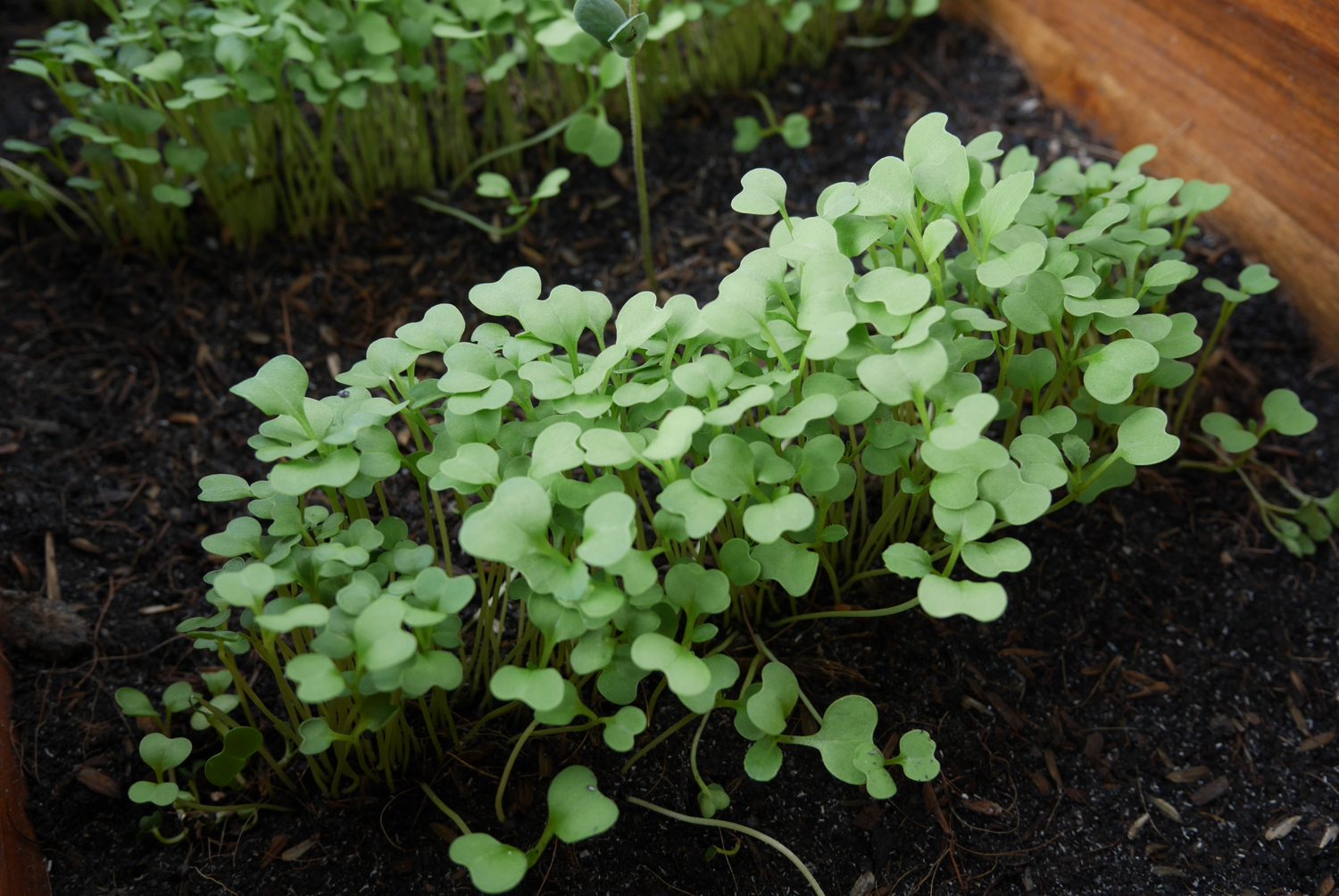 Young microgreens growing in a tray