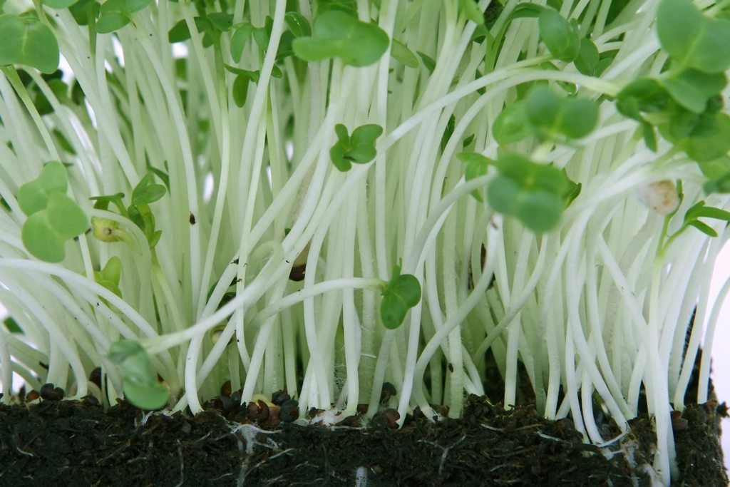 A handful of broccoli sprouts growing in a tray