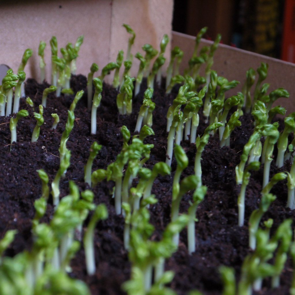 Green pea shoots growing in a tray