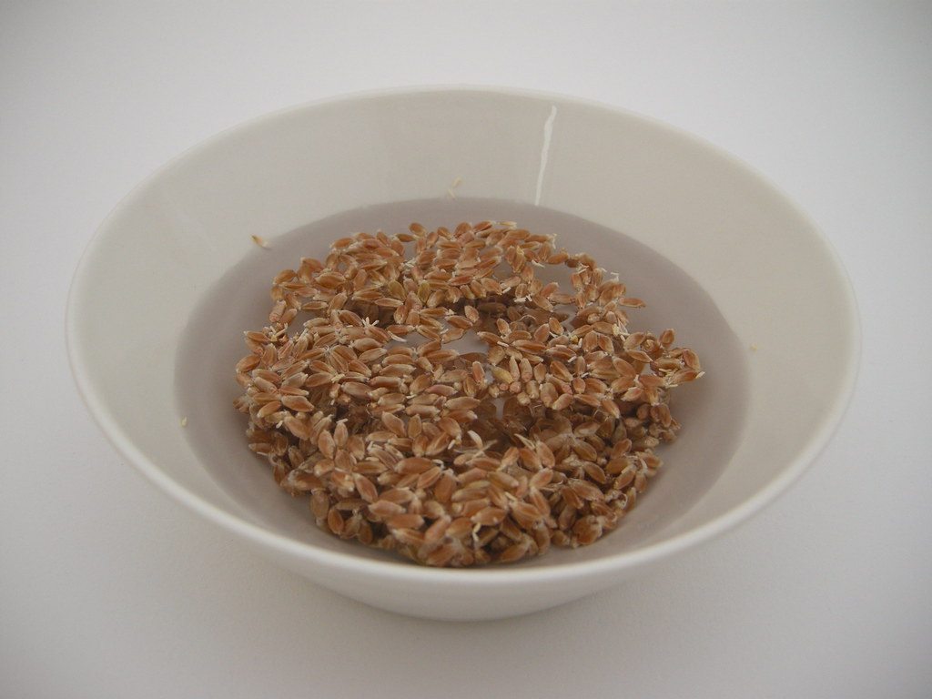 Wheat berries soaking in a container