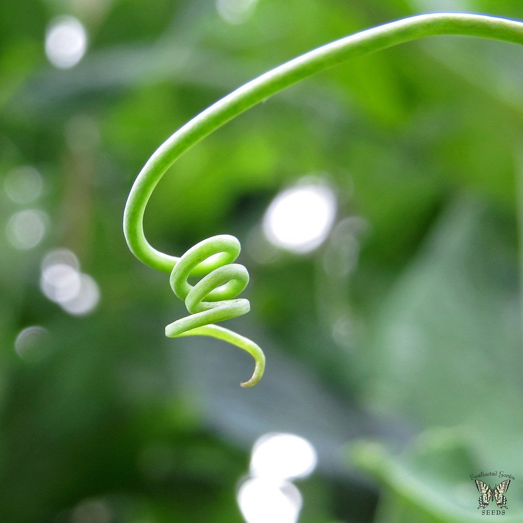 A curling green tendril on a pea plant