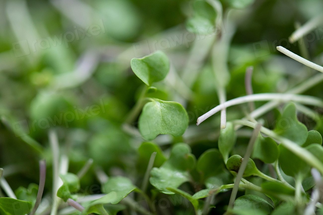 Broccoli sprouts growing close together