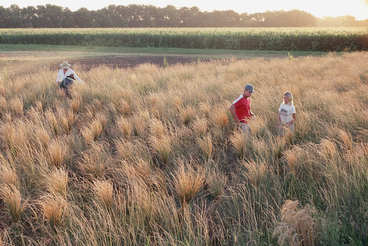 Wheatgrass being harvested in a field