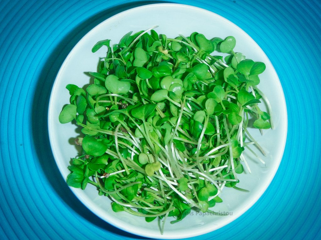 Fresh radish microgreens displayed together