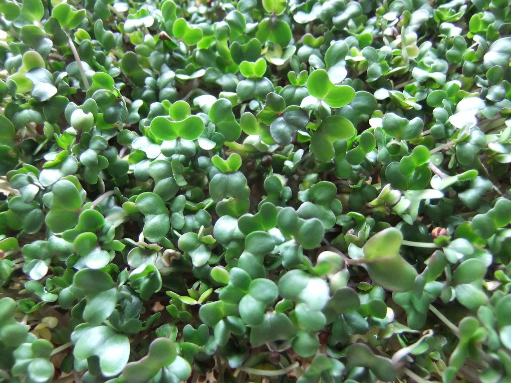 Young broccoli sprouts with green leaves and white stems