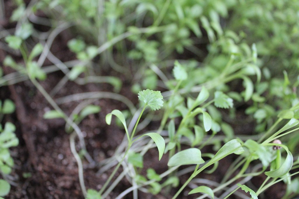 Young microgreens growing above dark soil