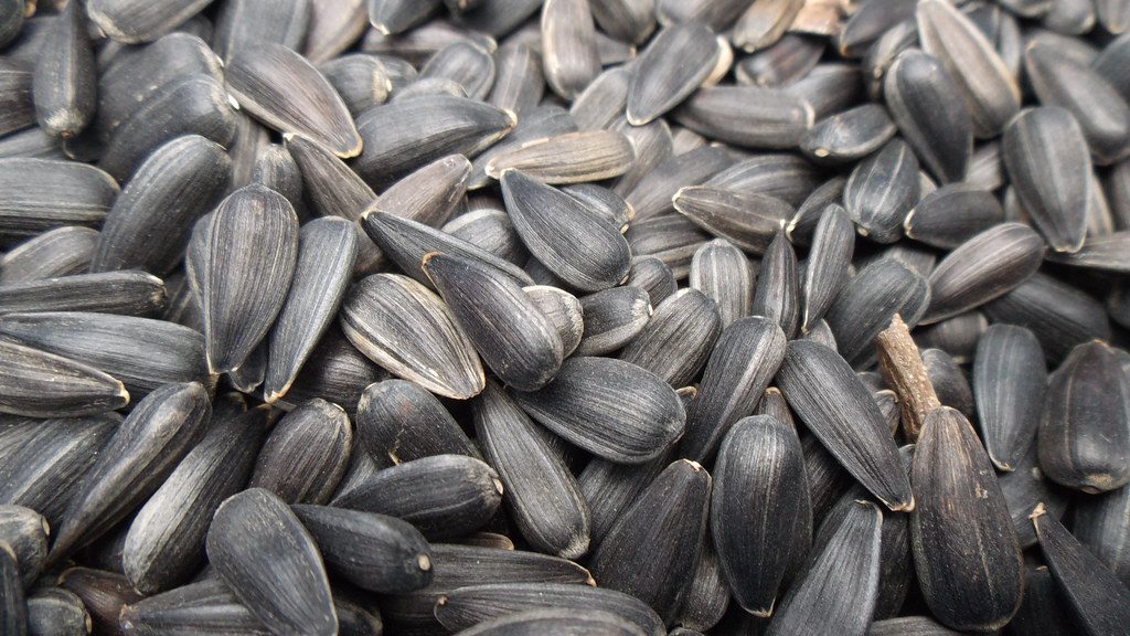 A pile of striped sunflower seeds