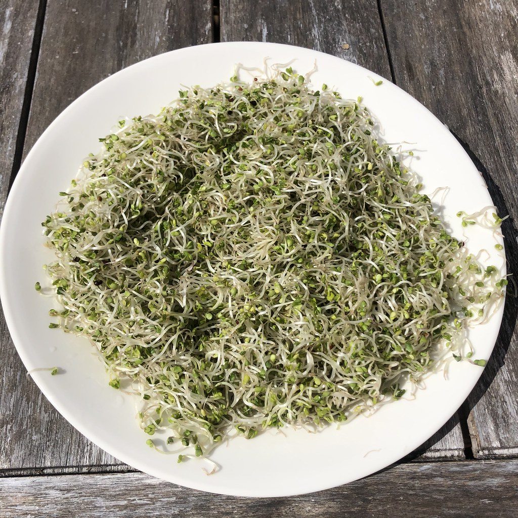 Harvested broccoli sprouts gathered together