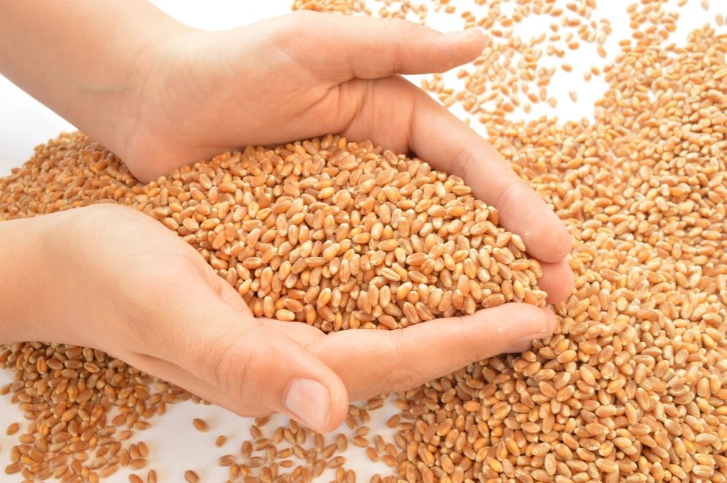 Wheat grains scattered on a light surface