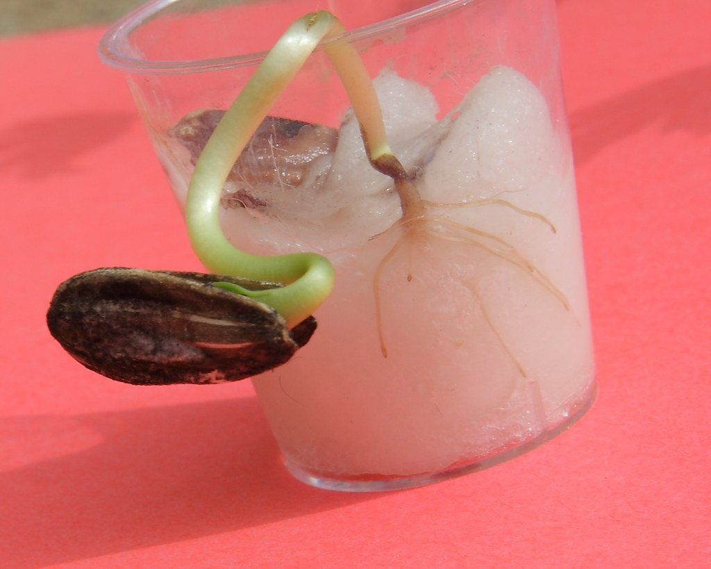 Sunflower sprout with its roots and seed attached