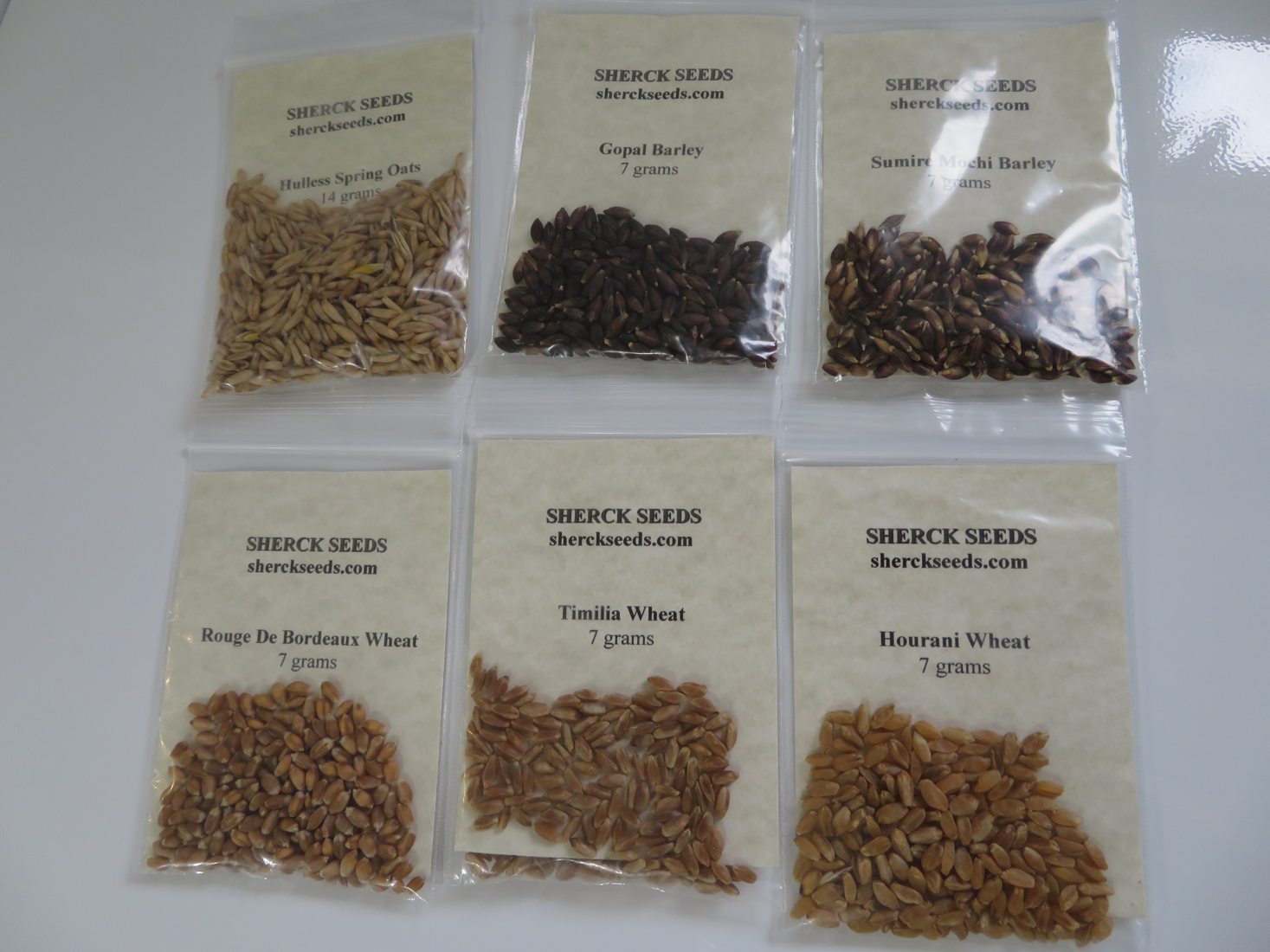 Wheat, barley, oat, and durum seeds placed next to one another