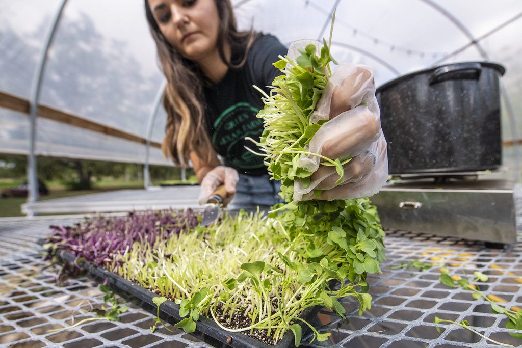 A grower cutting microgreens from a dense growing bed