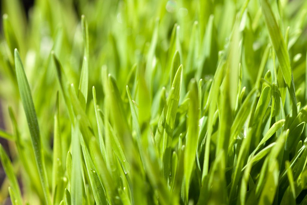 Close-up of fresh young wheatgrass blades