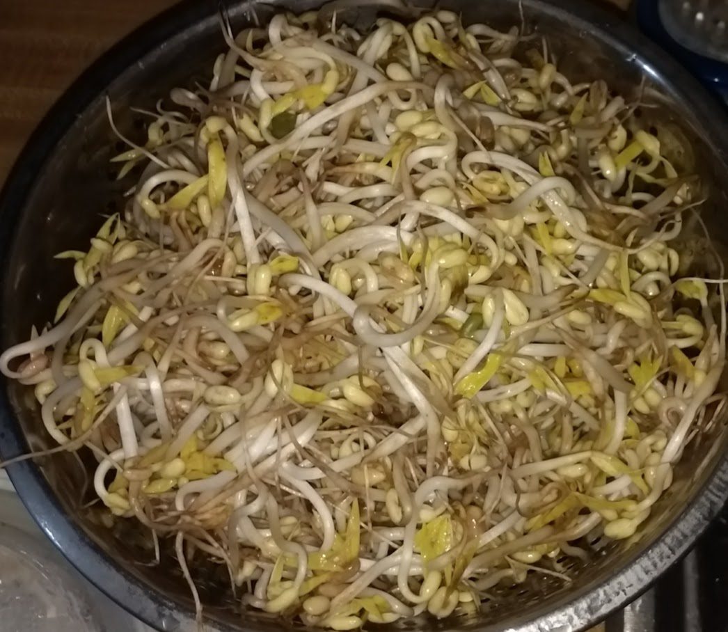Raw mung bean sprouts gathered together