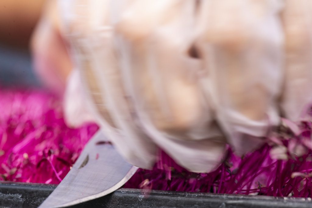 Hands harvesting purple microgreens from a tray