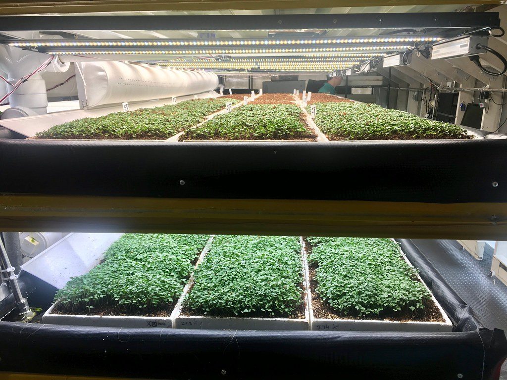 Microgreens growing under shelves in an indoor farm